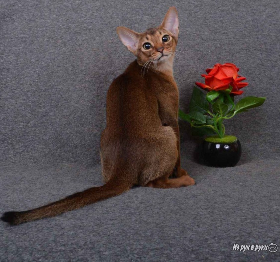 Абиссинские котята Эммануэль