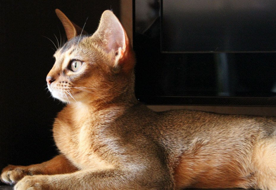 Брошь кот абиссинец