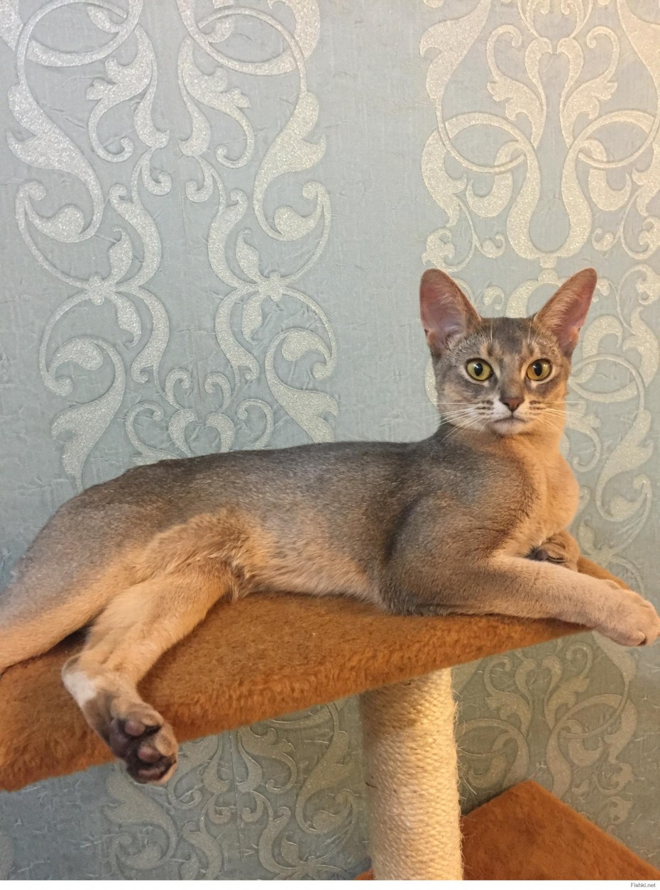 Абиссинская кошка Зула