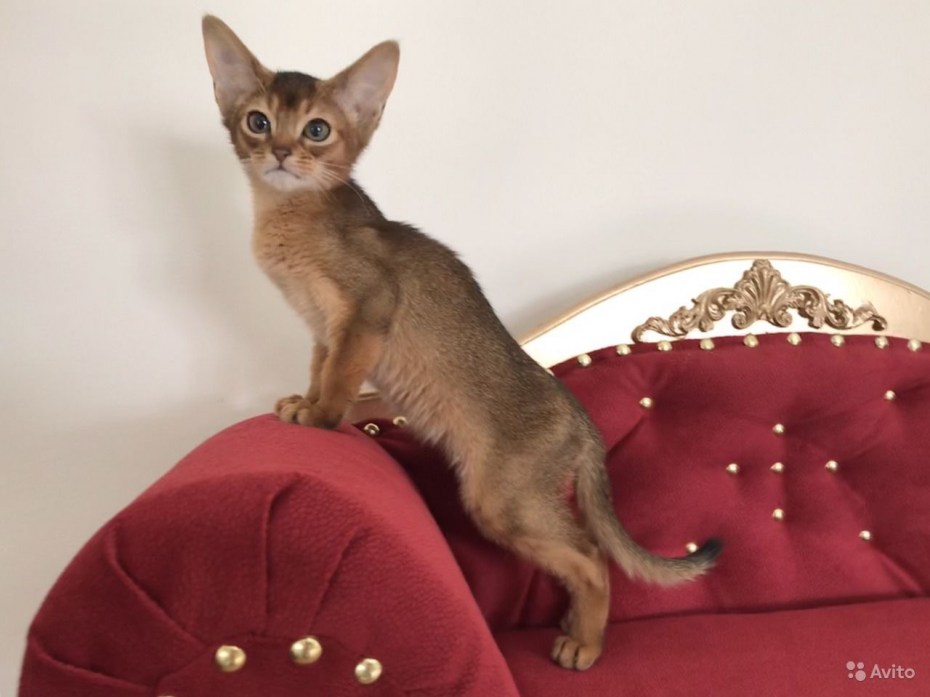 Абиссинская кошка чистокровная