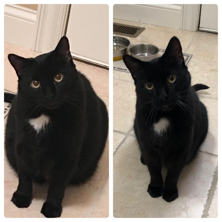 Кот до и после похудения