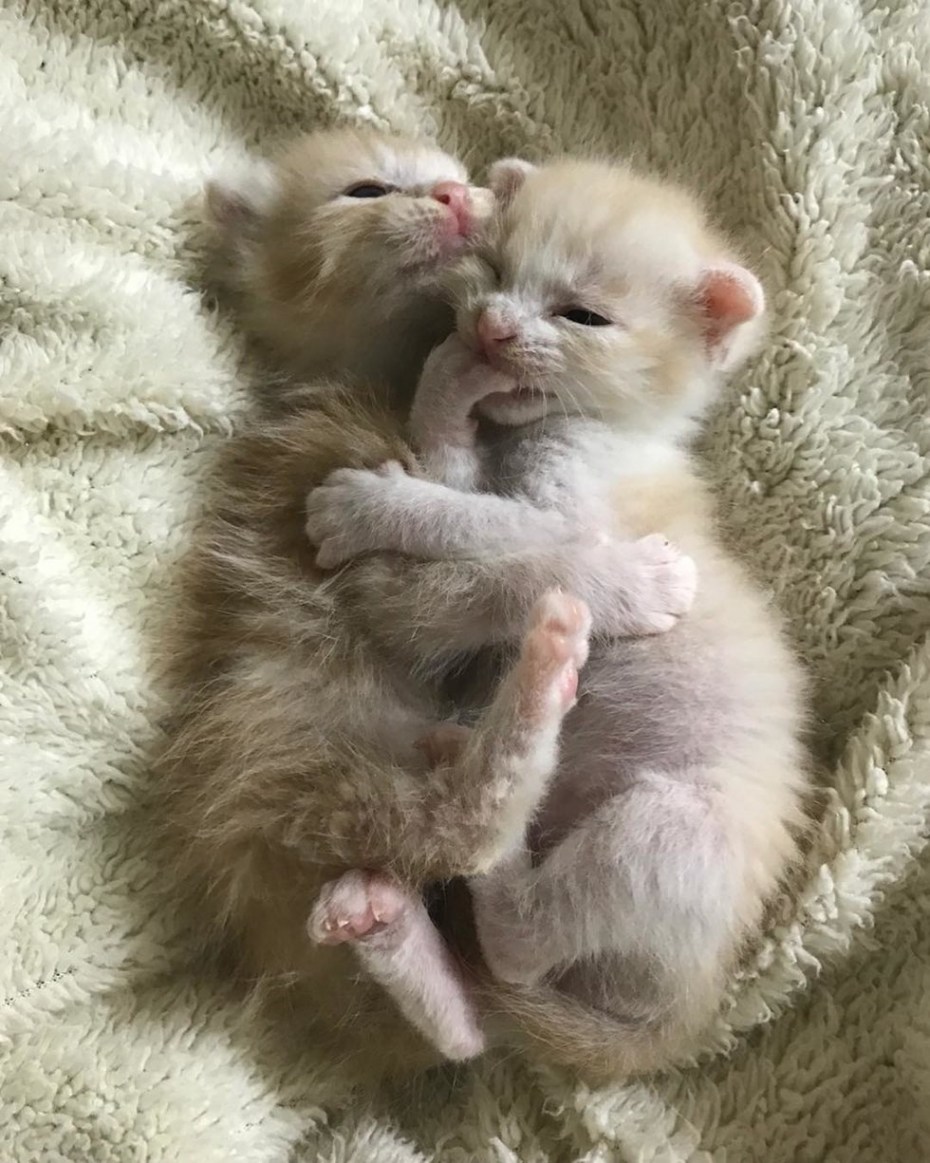 Новорожденный котенок