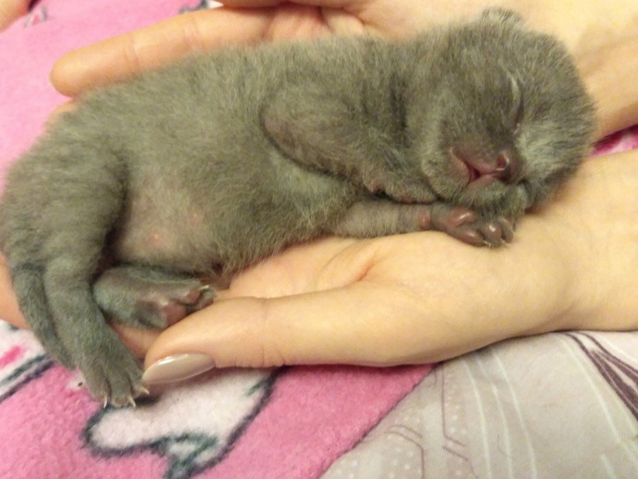 Новорожденный котенок