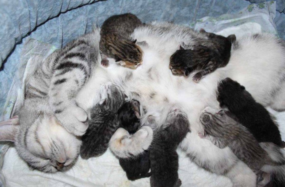 Новорожденный котенок