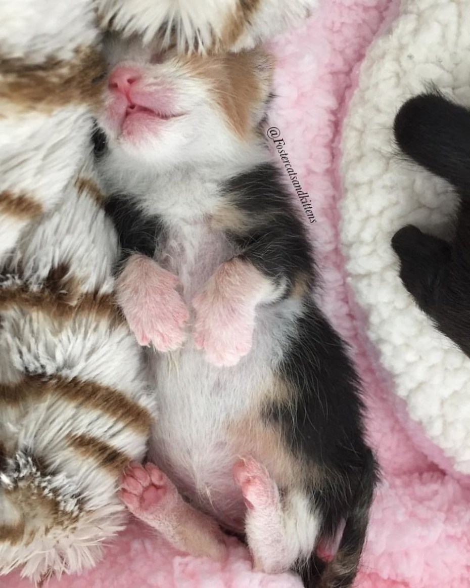 Новорожденный котенок