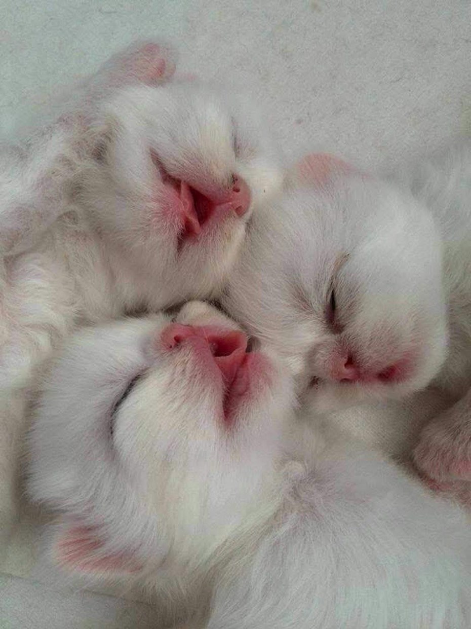 Котята милые новорождённые