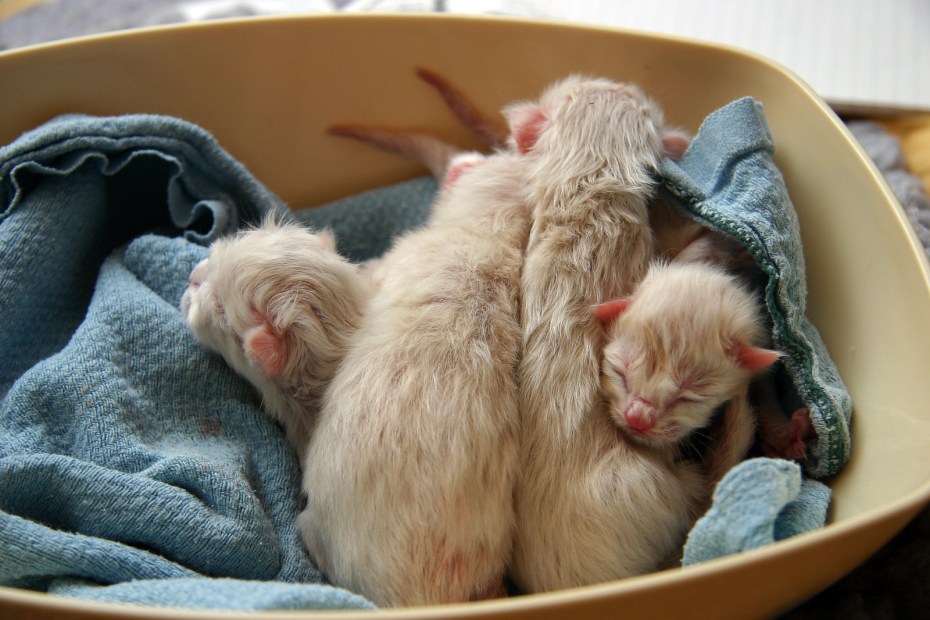Новорожденный котенок
