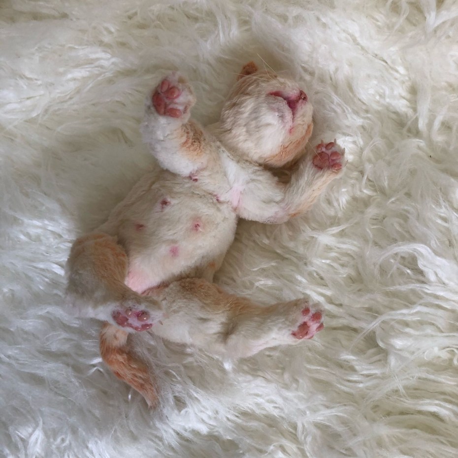 Кот и кошка с новорожденными котятами