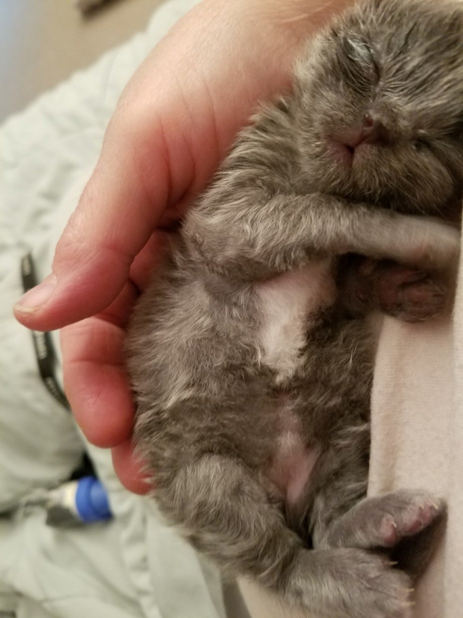 Новорожденные коты