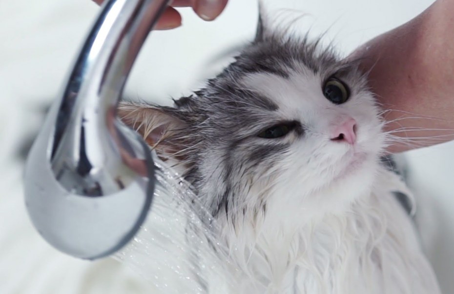 Котенок моется