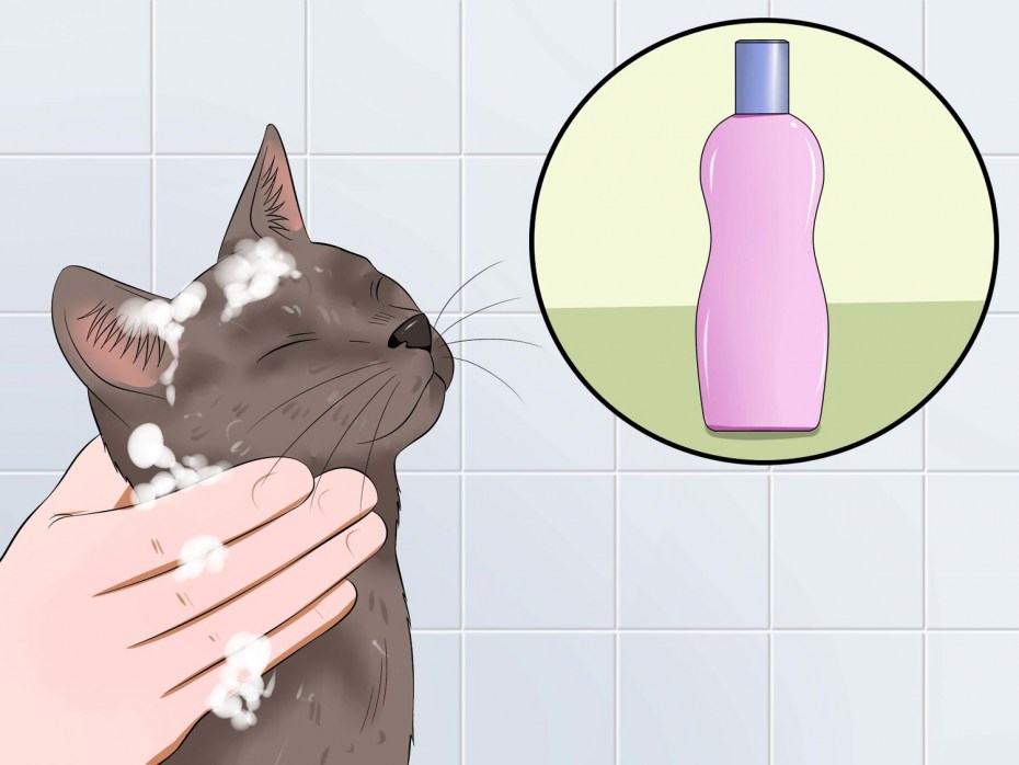 Мытье кошки