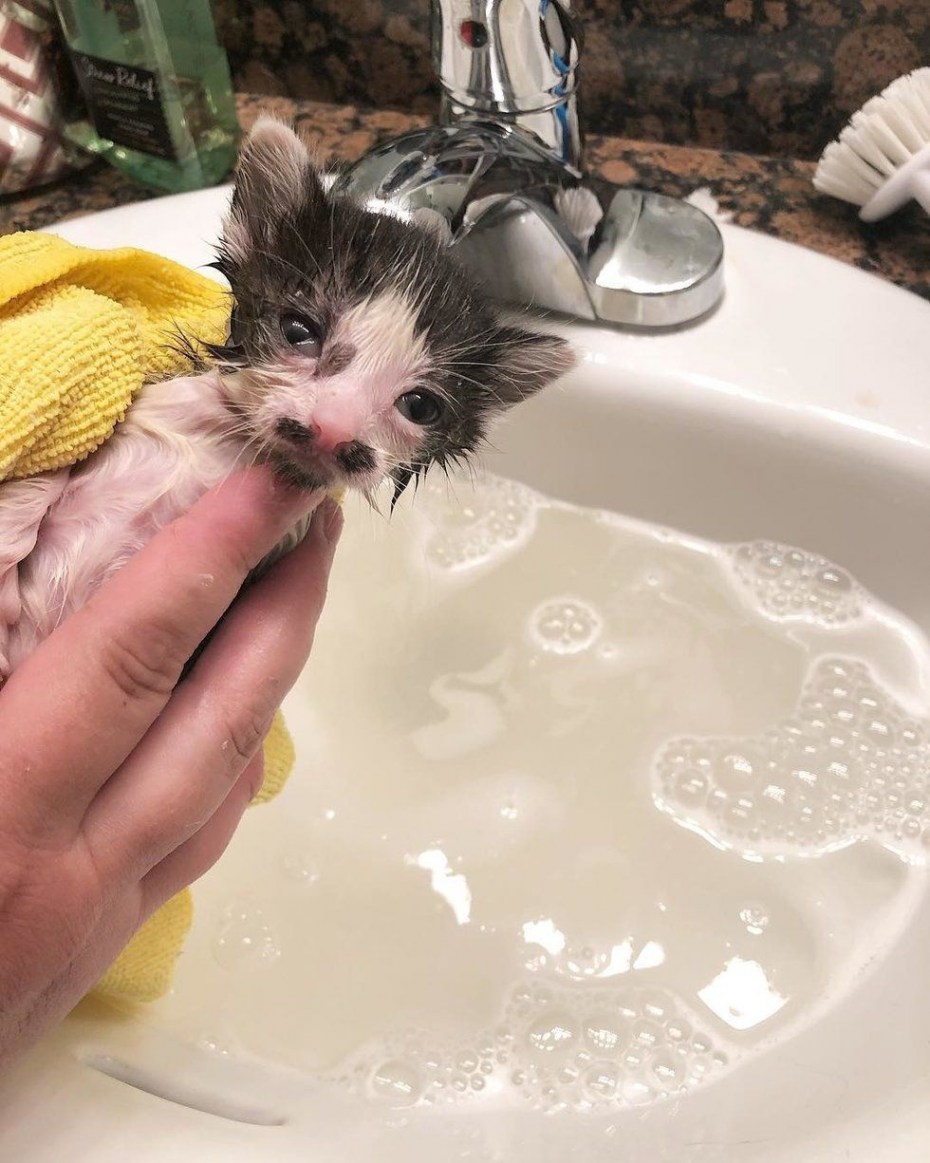 Маленький котенок купается