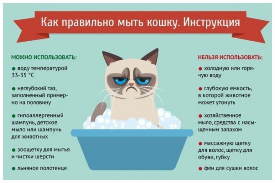 Памятка по уходу за котами