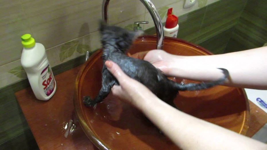Первое купание кота