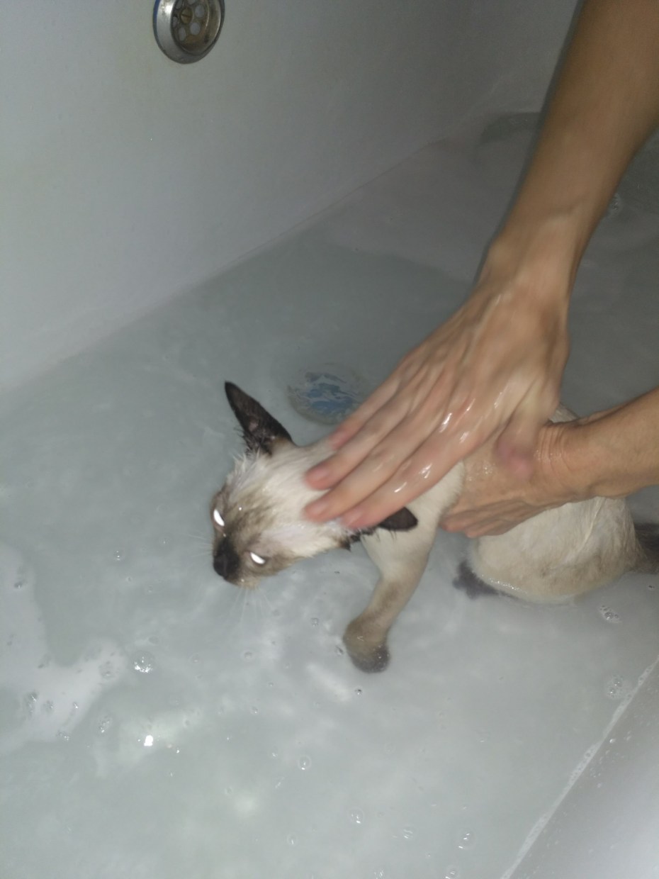 Купание котенка