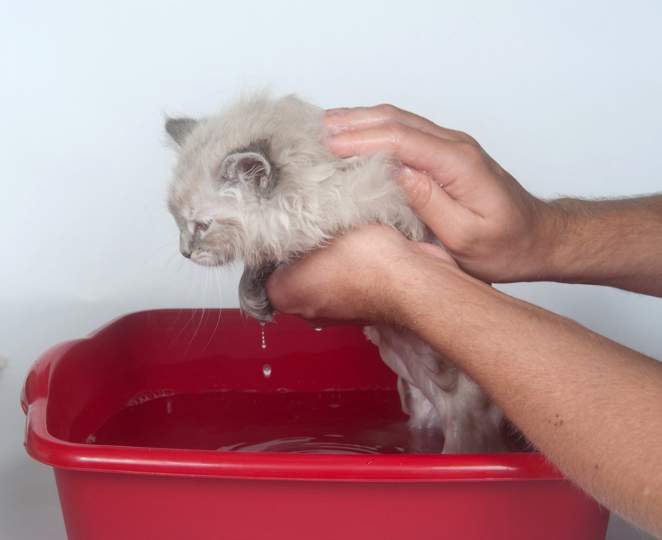 Уход за кошкой