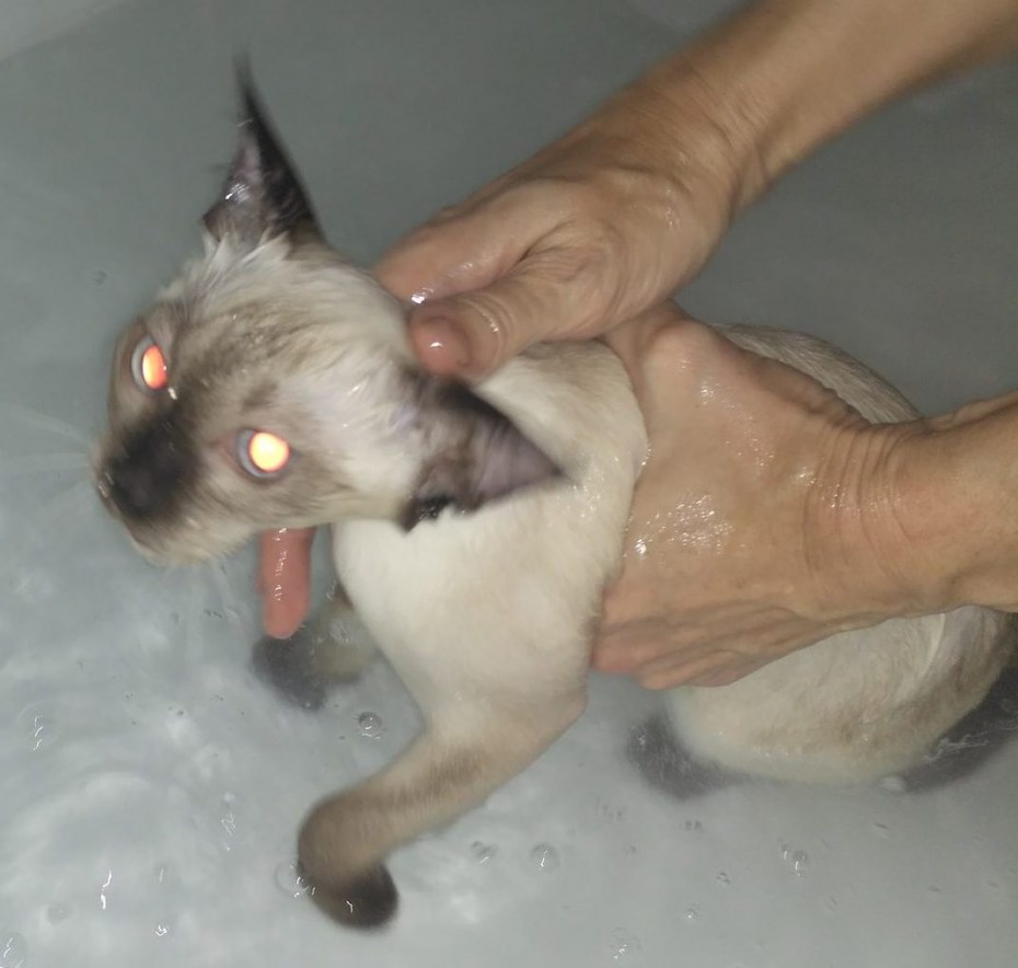 Купают маленького котёнка
