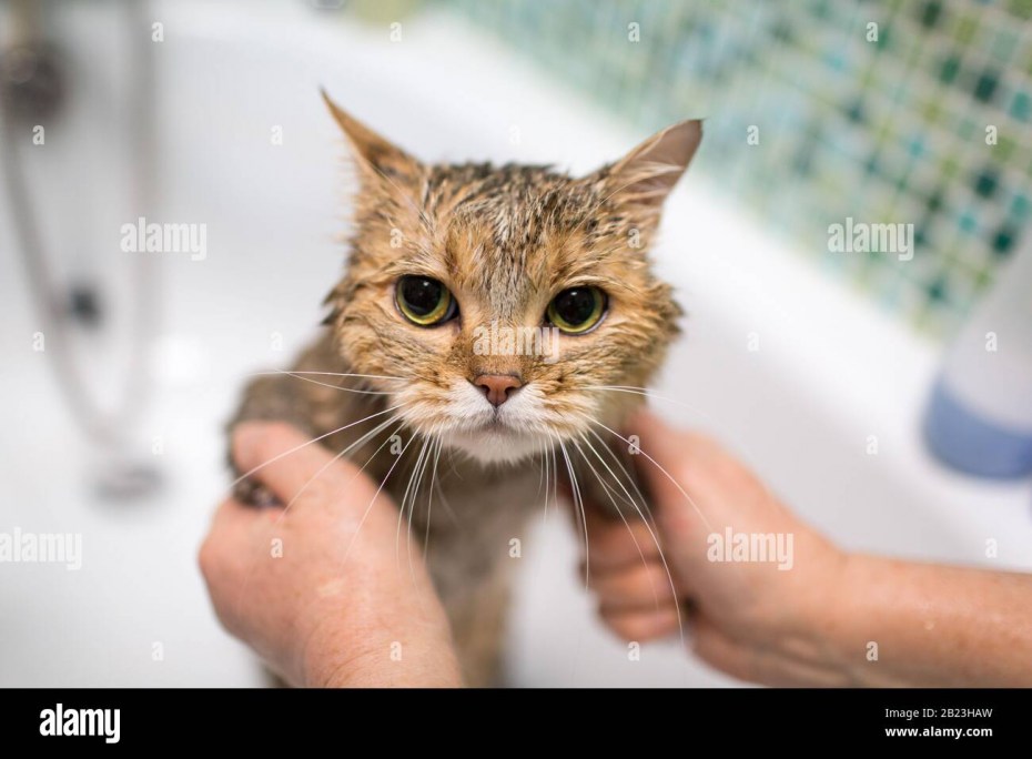 Как купать котенка