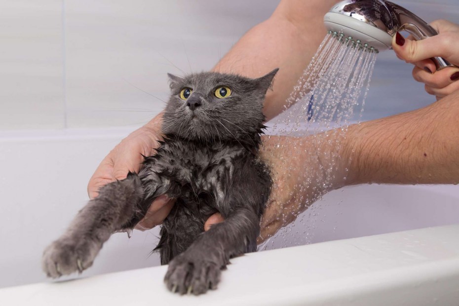 Кошка купается
