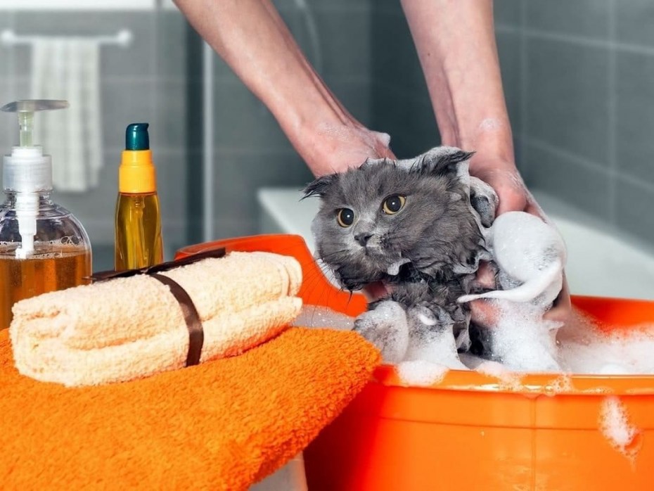 Кота моют шампунем