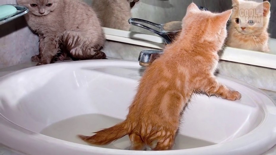 Кошка умывает котенка
