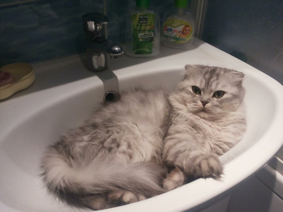 Шотландский кот в ванной