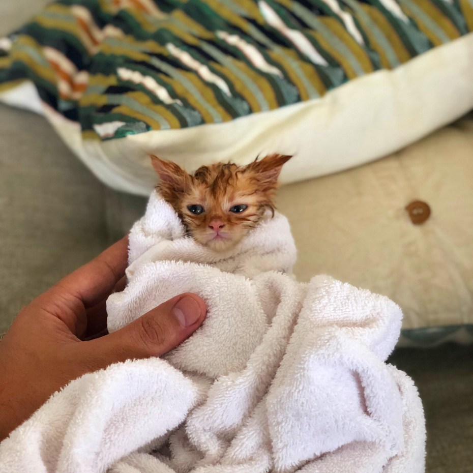 Кот после купания в полотенце