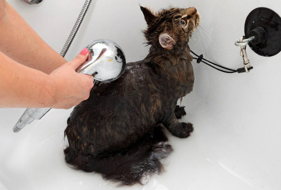 Приспособление для купания кота