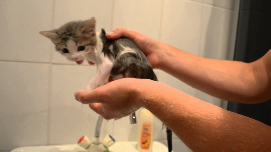 Котенок купается
