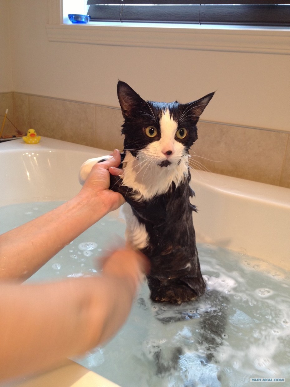 Как можно помыть кота