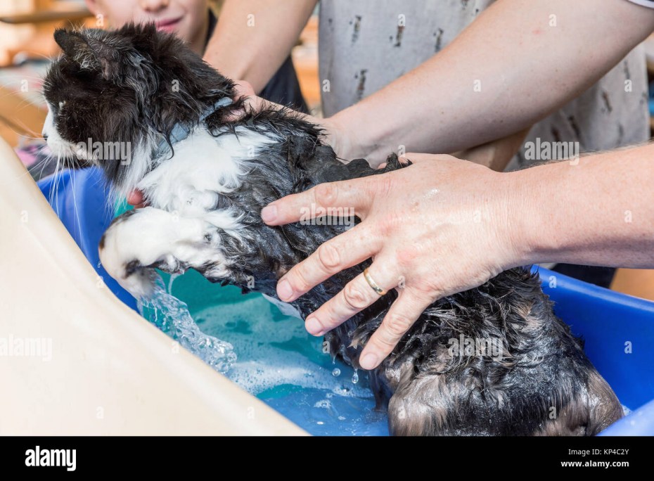 Температура воды для мытья кошек