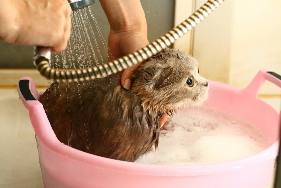Купание кошки