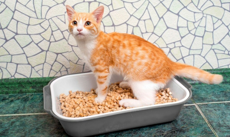 Запах кошачьей мочи