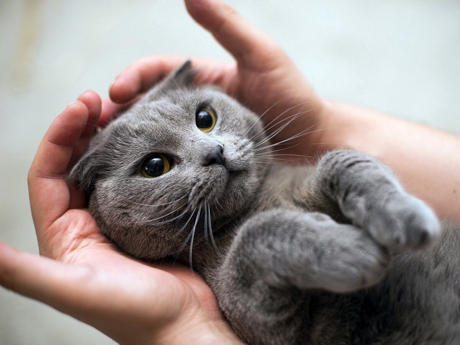 Милые британские кошки