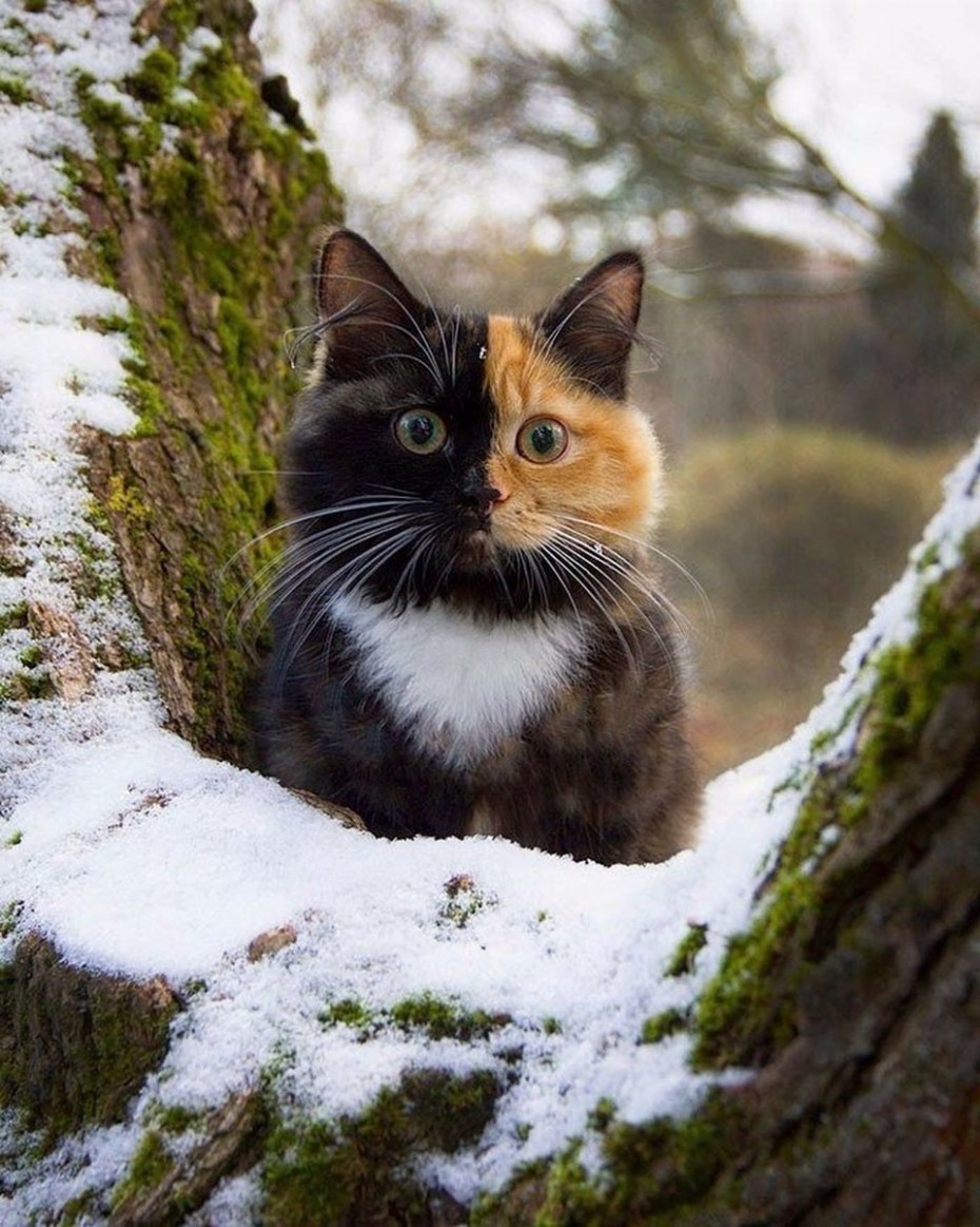 Красивые коты