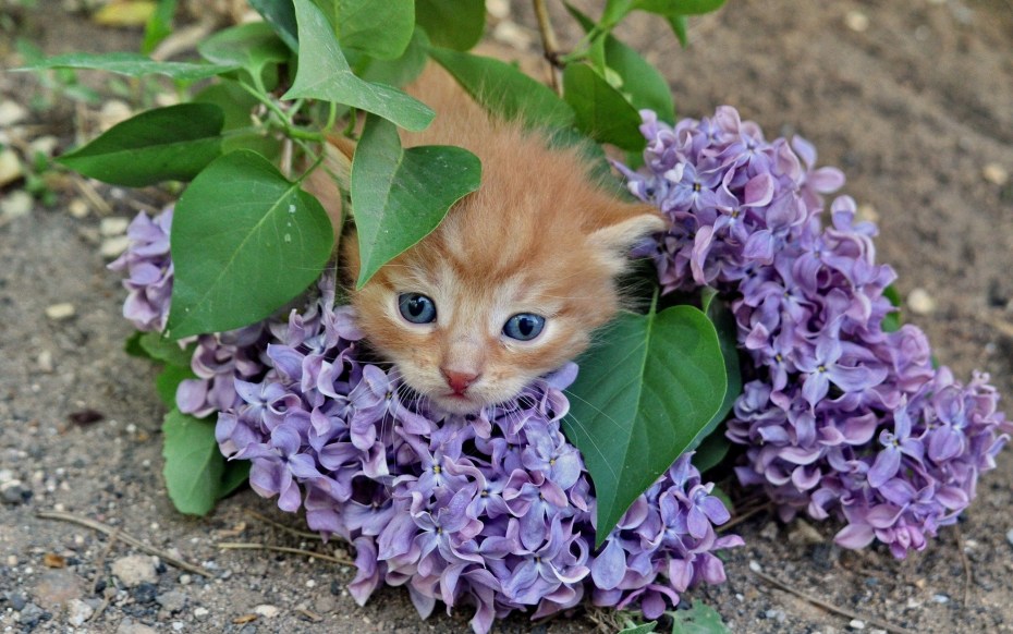 Кошка и сирень