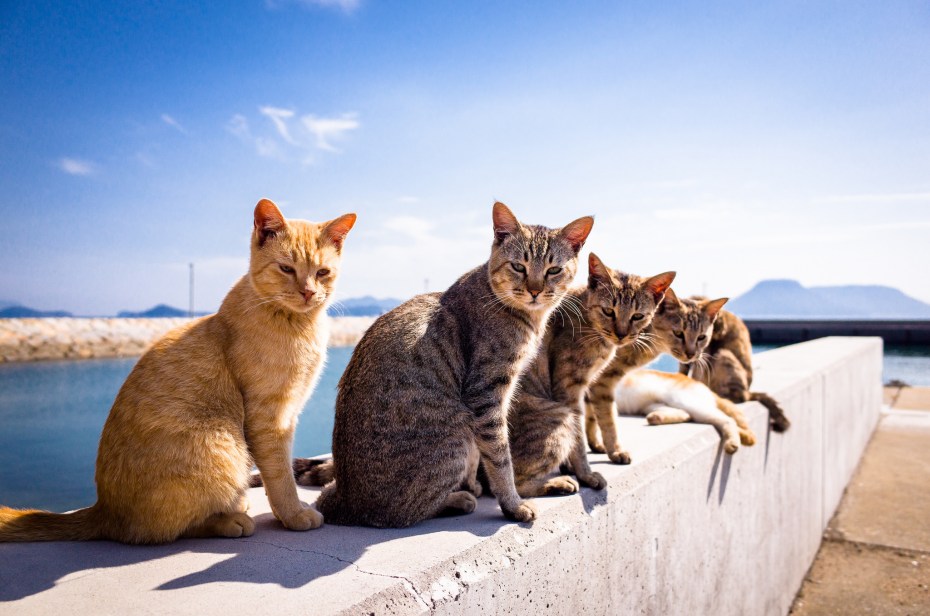 Летний кот