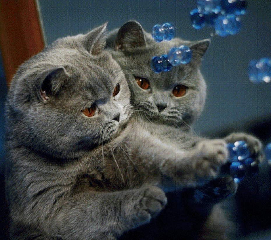 Красивые кошки и котята британец