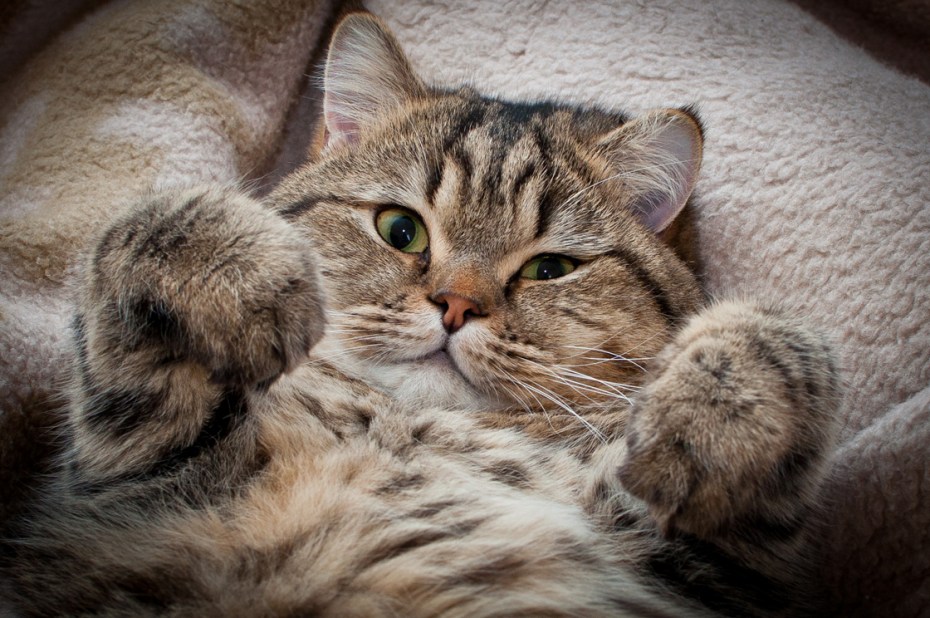 Милая кошка