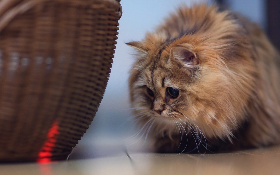 Самые лучшие кошки