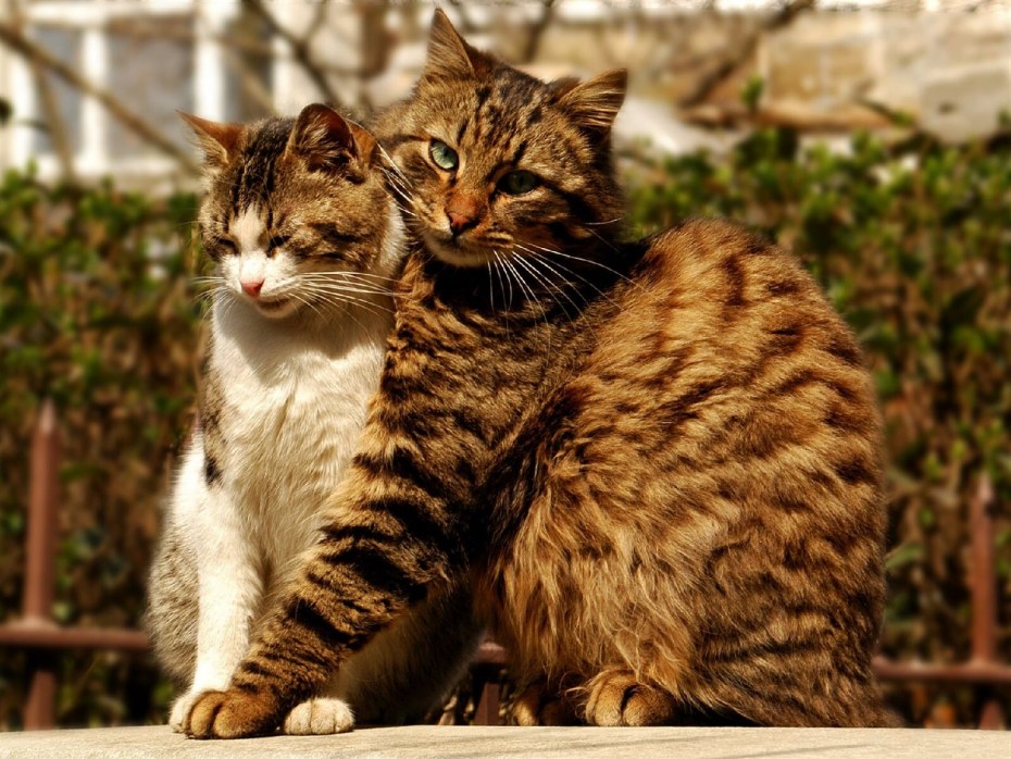 Кошачья любовь