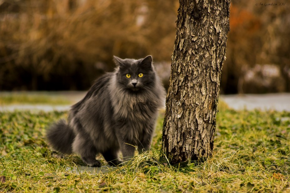 Норвежская Лесная кошка черная