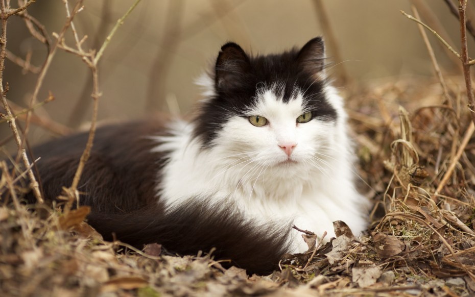 Норвежский Лесной кот черно белый