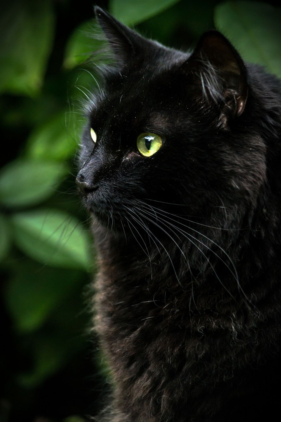 Норвежская Лесная кошка черная