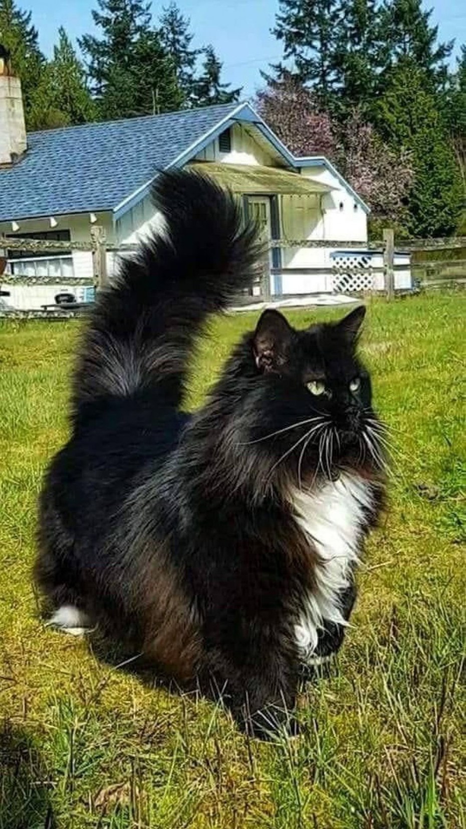Лесной кот черно белый