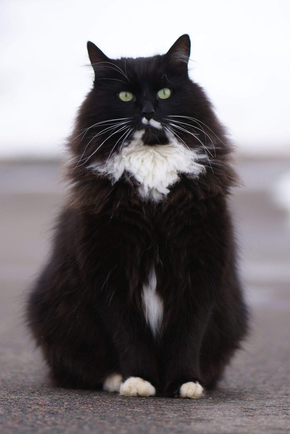 Сибирские коты черные