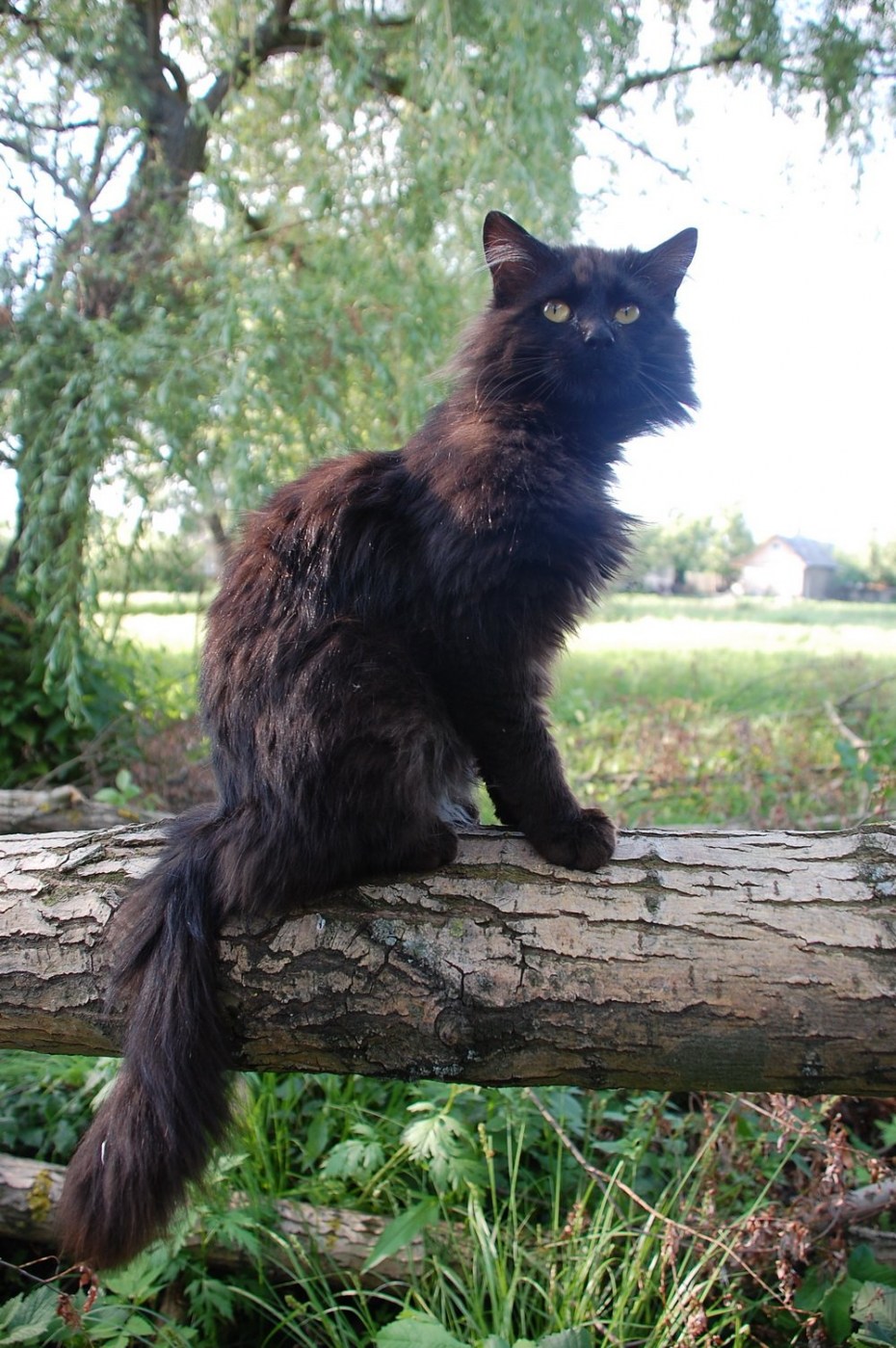 Лесной кот черный