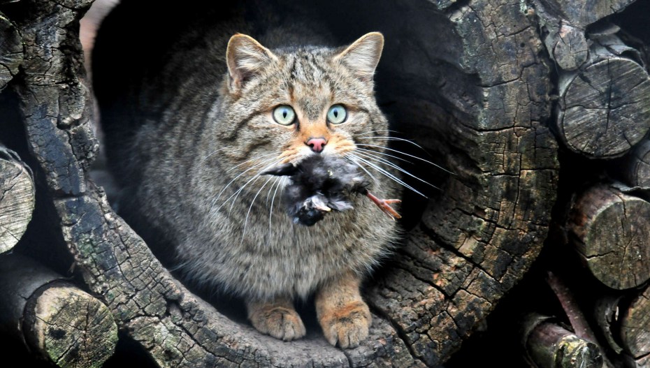 Скандинавская Лесная кошка
