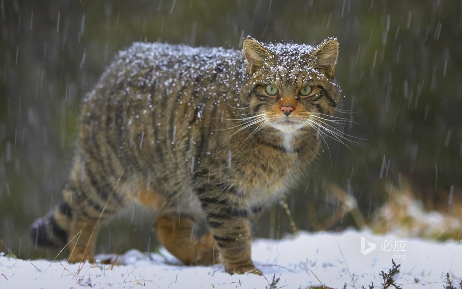 Норвежский Лесной кот черно белый