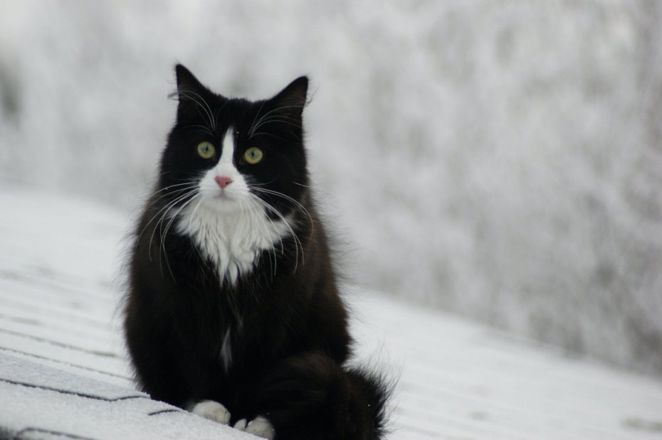 Норвежский Лесной кот черно белый